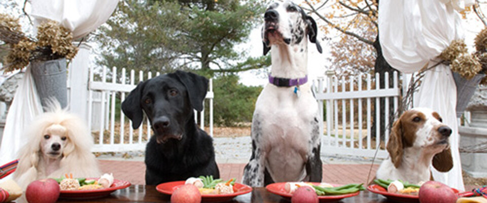 Dog Parties