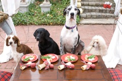 Dog Parties