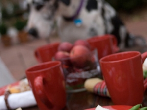 DogParties-01