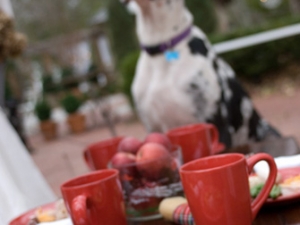 DogParties-02