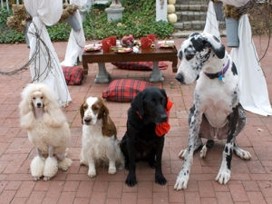 DogParties-03