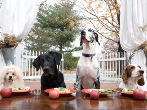 DogParties-05