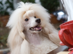 DogParties-06