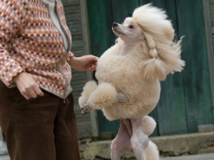 DogParties-08